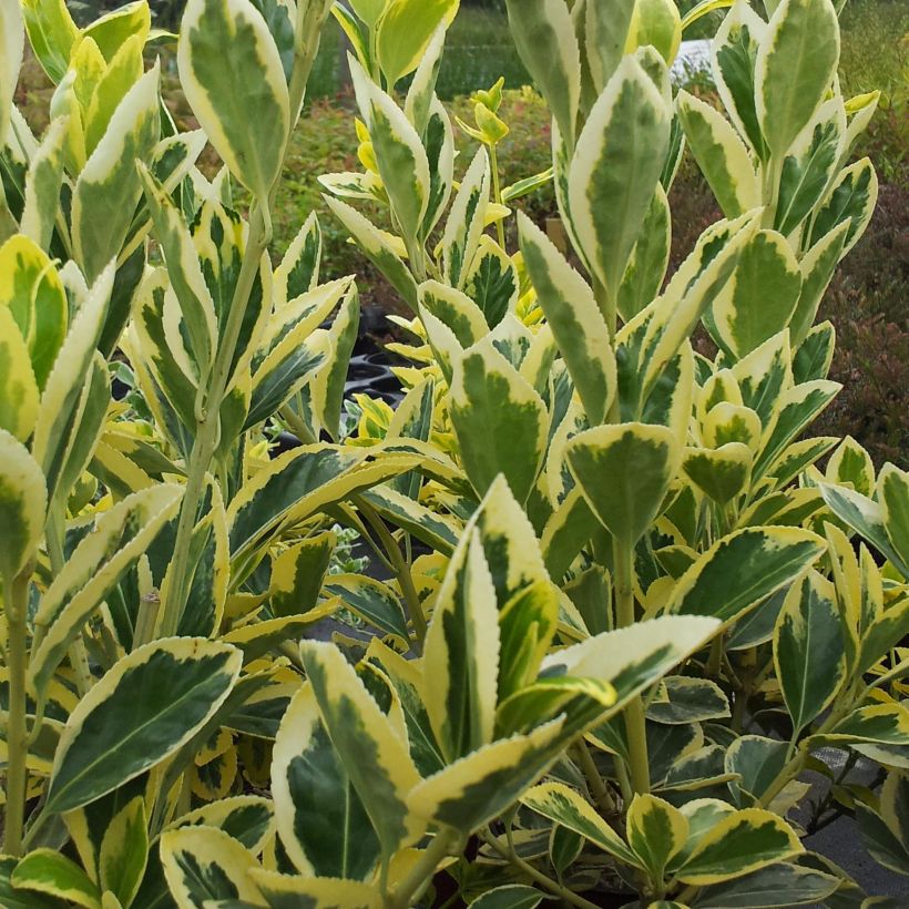 Fusaria giapponese Bravo (Foliage)