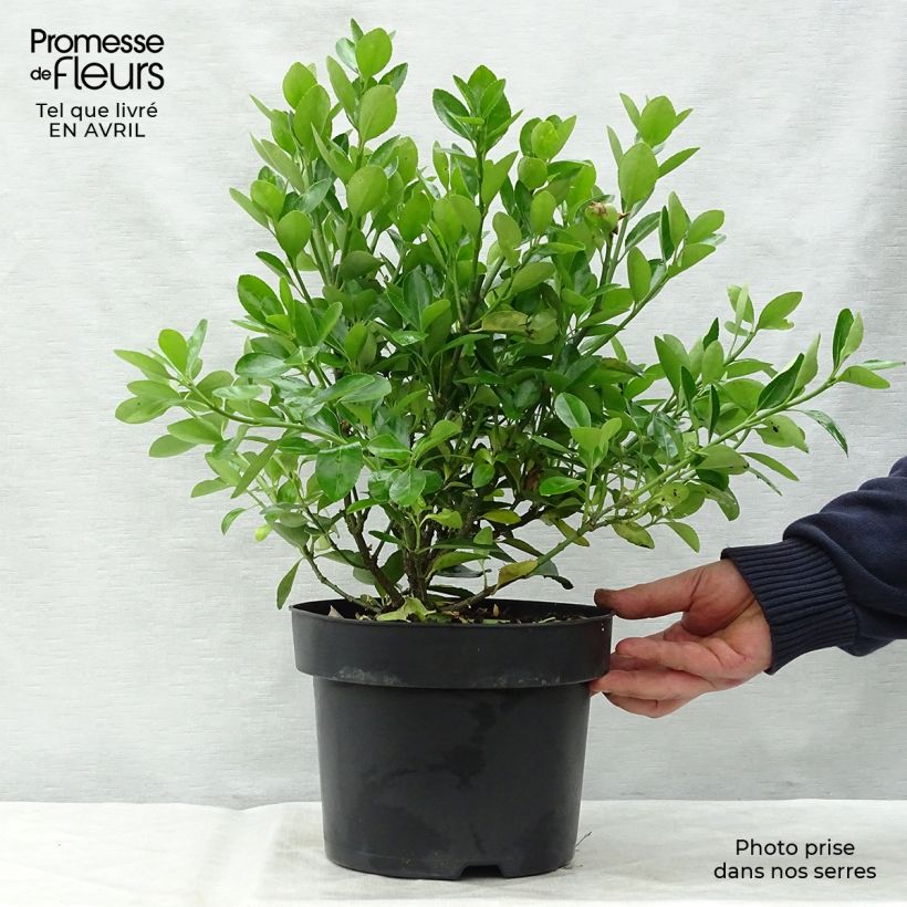 Example of Fusaria giapponese Vaso da 2L/3L as you get in printemps