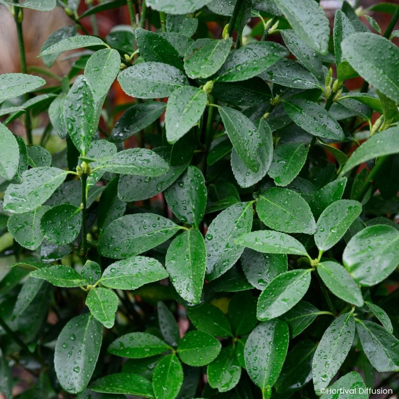 Euonymus japonicus Green Millenium - Fusain du Japon (Fogliame)