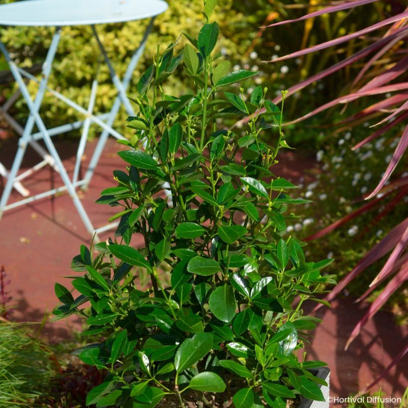 Euonymus japonicus Green Millenium - Fusain du Japon (Porto)