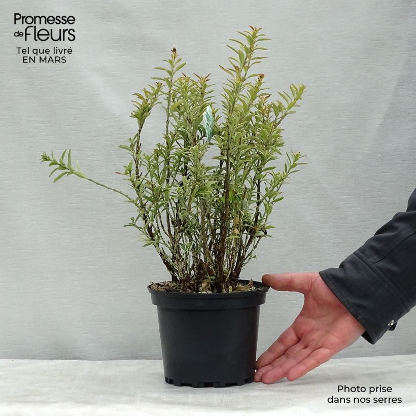 Example of Fusaria giapponese Microphyllus Albovariegatus Vaso da 2L/3L as you get in printemps