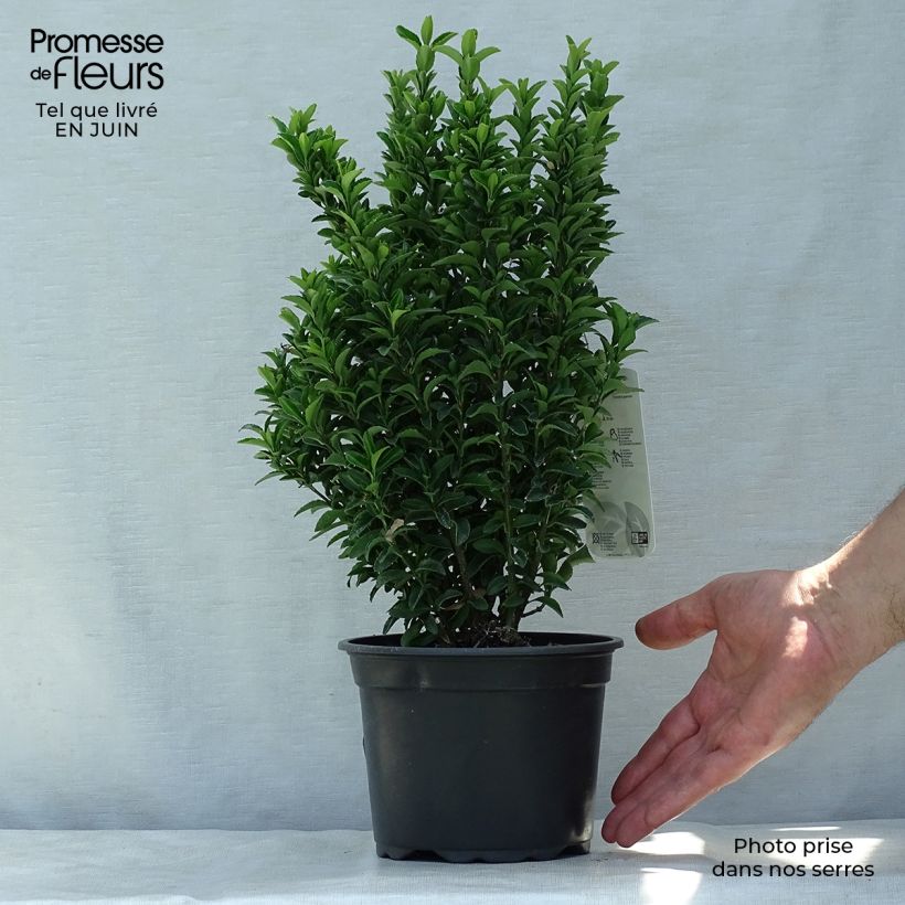 Esemplare di Fusaria giapponese Microphyllus Vaso da 2L/3L consegnato in estate