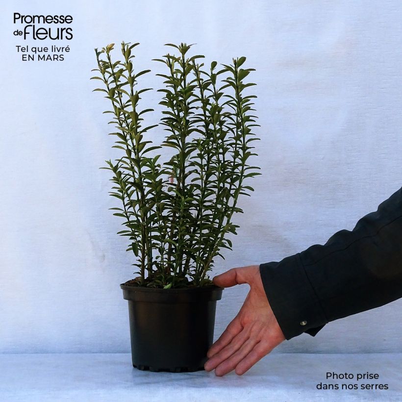 Fusaria giapponese Microphyllus Vaso da 2L/3L esemplare consegnato in primavera