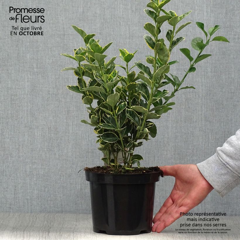 Esemplare di Fusaria giapponese Ovatus Aureus Vaso da 2L/3L come consegnato in autunno