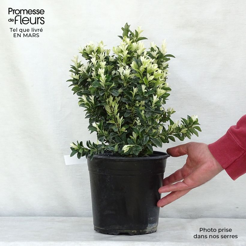 Example of Fusaria giapponese Paloma Blanca Vaso da 3L/4L as you get in printemps