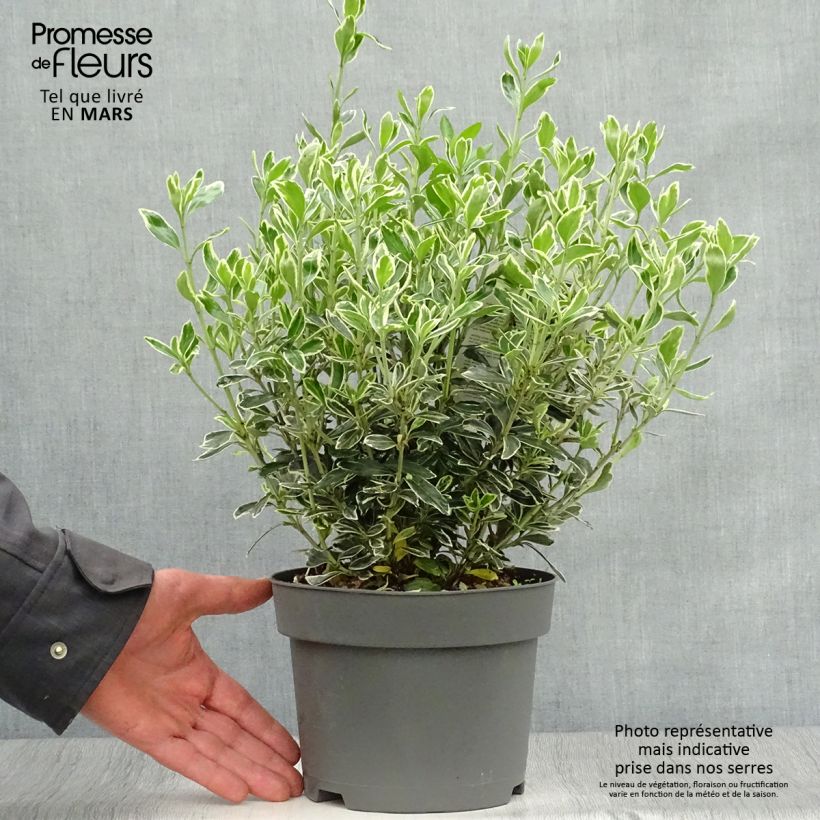 Example of Fusaria giapponese Suzanne Vaso da 2L/3L as you get in printemps