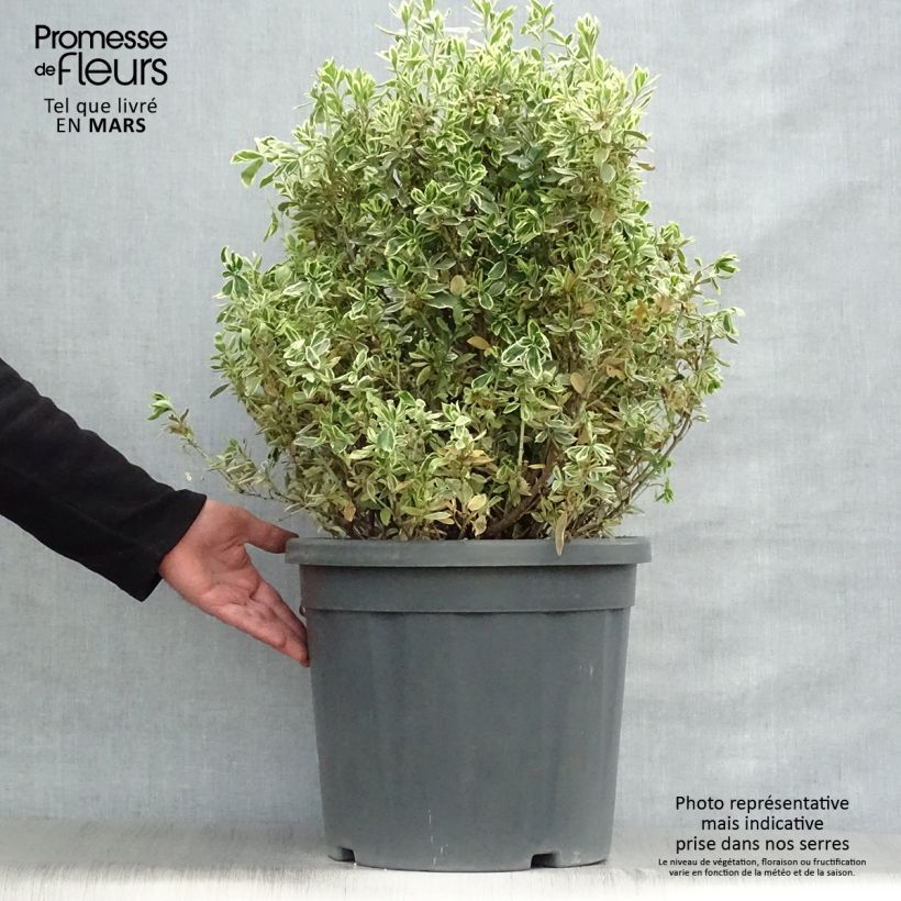 Example of Fusaria giapponese Suzanne Vaso da 7,5L/10L as you get in printemps