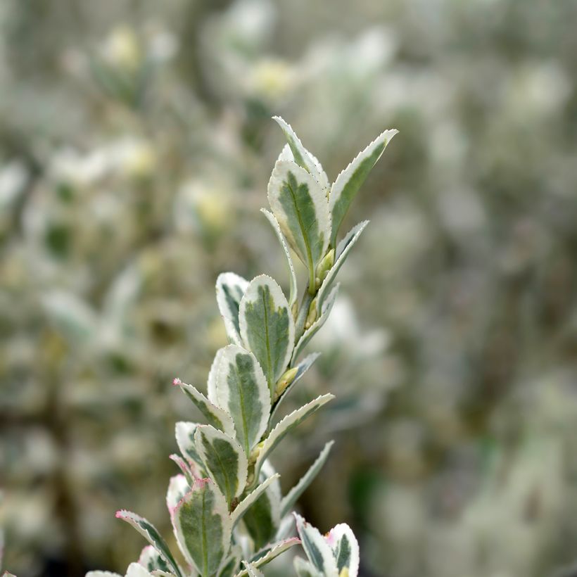 Fusaria giapponese White Spire (Foliage)