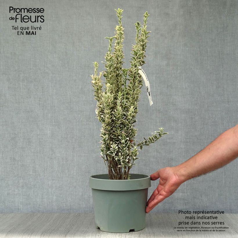 Example of Fusaria giapponese White Spire Vaso da 7,5L/10L as you get in printemps