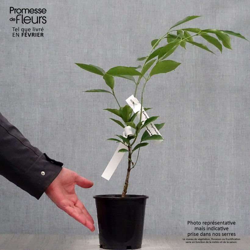 Example of Euonymus myrianthus Vaso da 2L/3L as you get in hiver