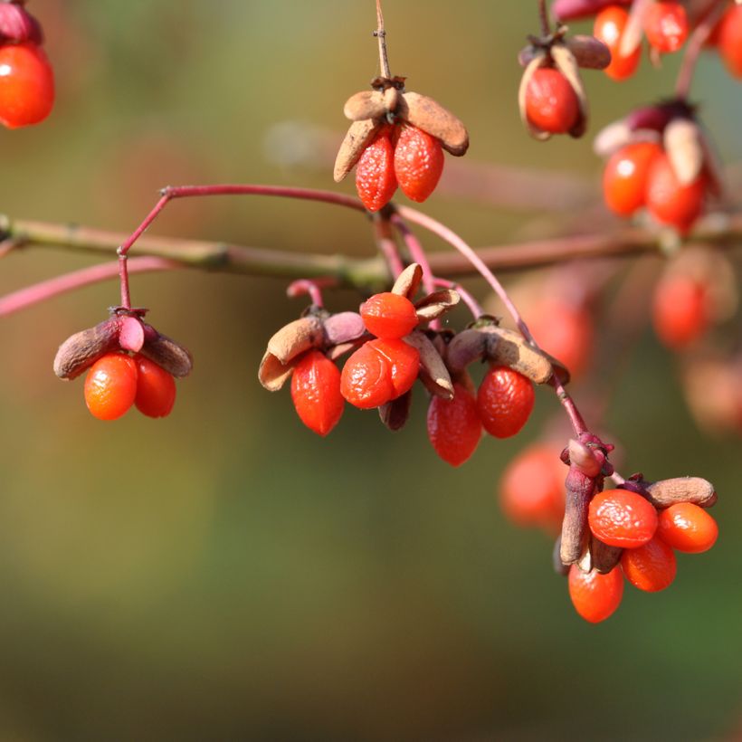 Euonymus oxyphyllus - Fusain de Corée (Raccolta)