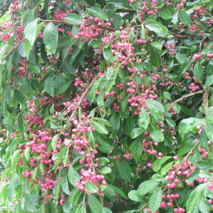Euonymus phellomanus (Plant habit)