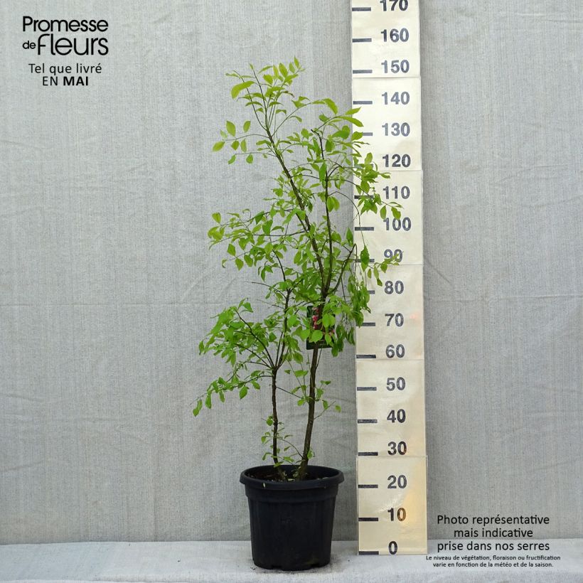 Example of Euonymus phellomanus Vaso da 12L/15L as you get in printemps