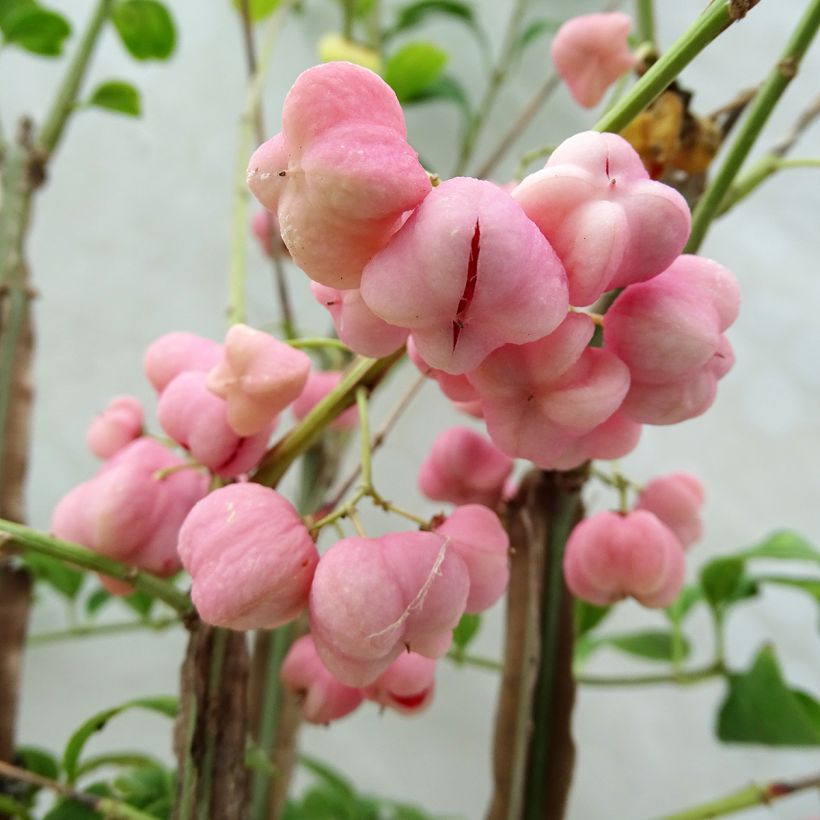 Euonymus phellomanus (Harvest)