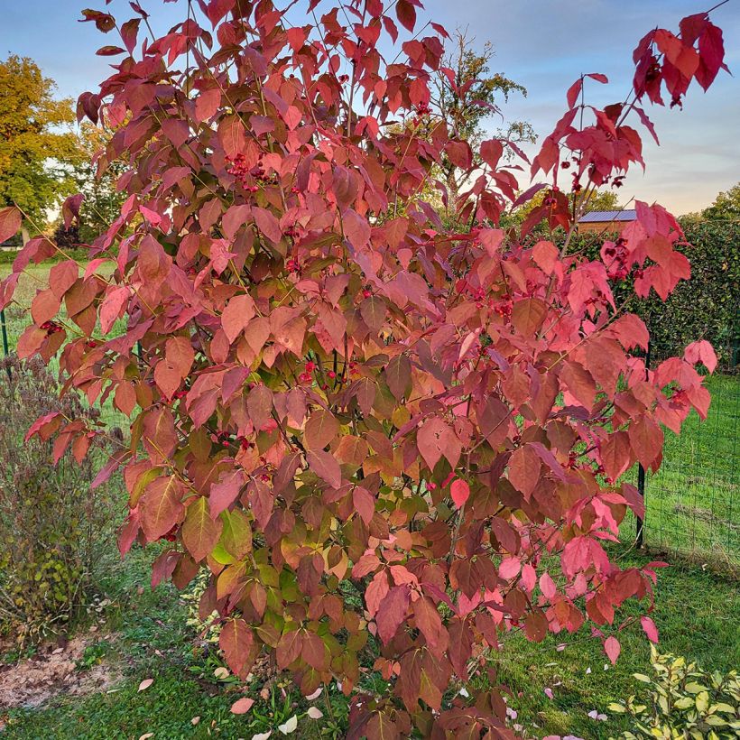 Euonymus planipes (Porto)