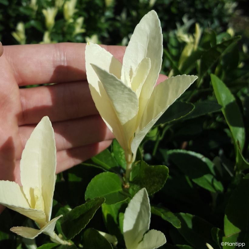Fusaria giapponese Himalaya (Fogliame)