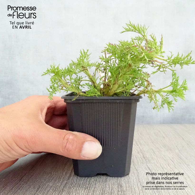 Eupatorium capillifolium Elegant Plume Vasetto da 8/9 cm esemplare consegnato in primavera