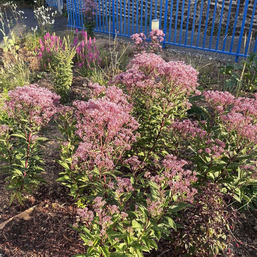 Eupatorium Baby Joe (Porto)