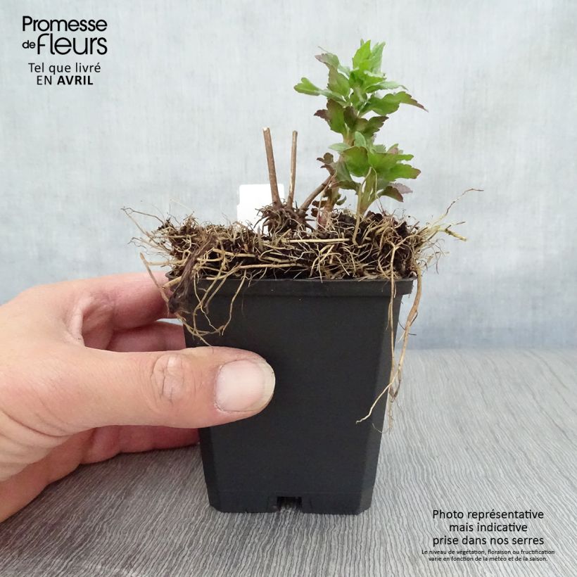 Eupatorium canabinum Plenum Vasetto da 8/9 cm esemplare consegnato in primavera