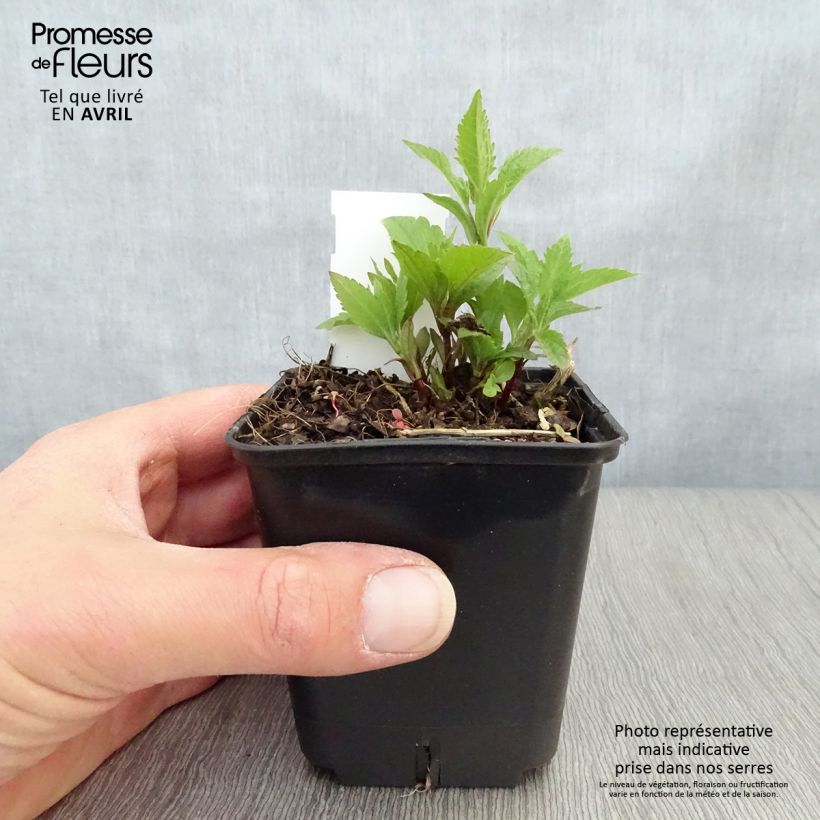 Eupatorium maculatum Atropurpureum Vasetto da 8/9 cm esemplare consegnato in primavera