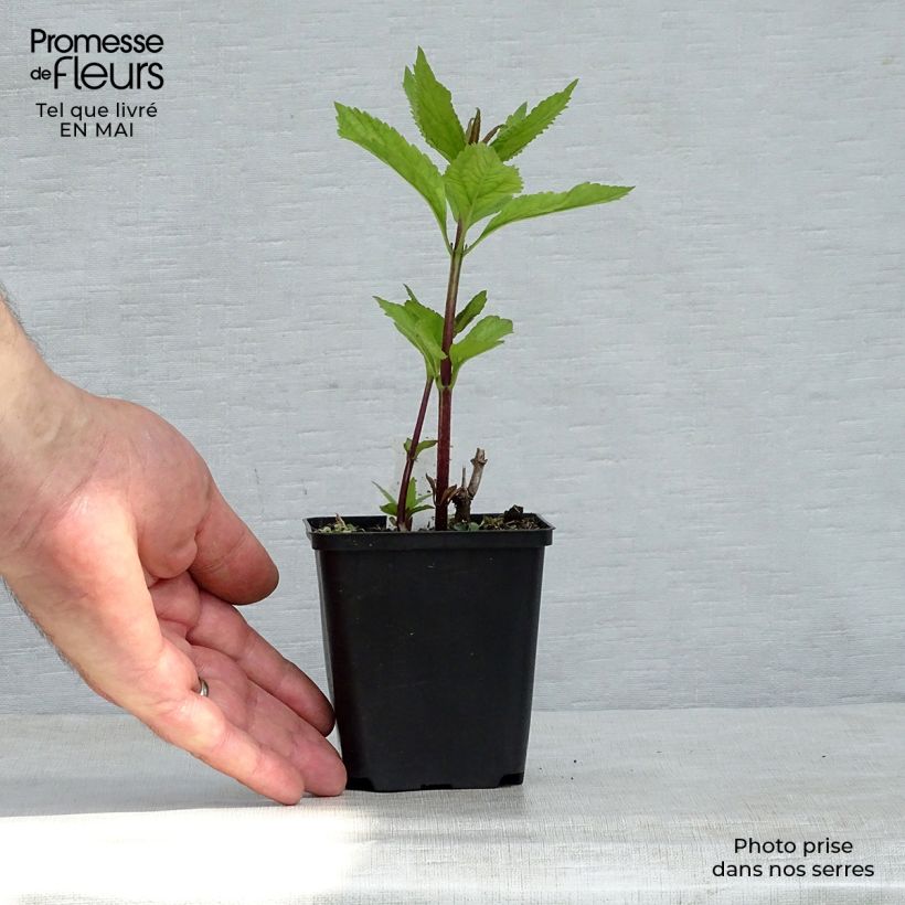 Eupatorium maculatum Phantom Vasetto da 8/9 cm esemplare consegnato in primavera