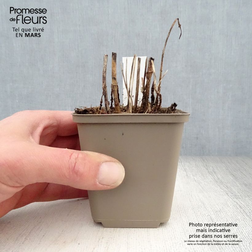 Example of Eupatorium perfoliatum Vasetto da 8/9 cm as you get in printemps