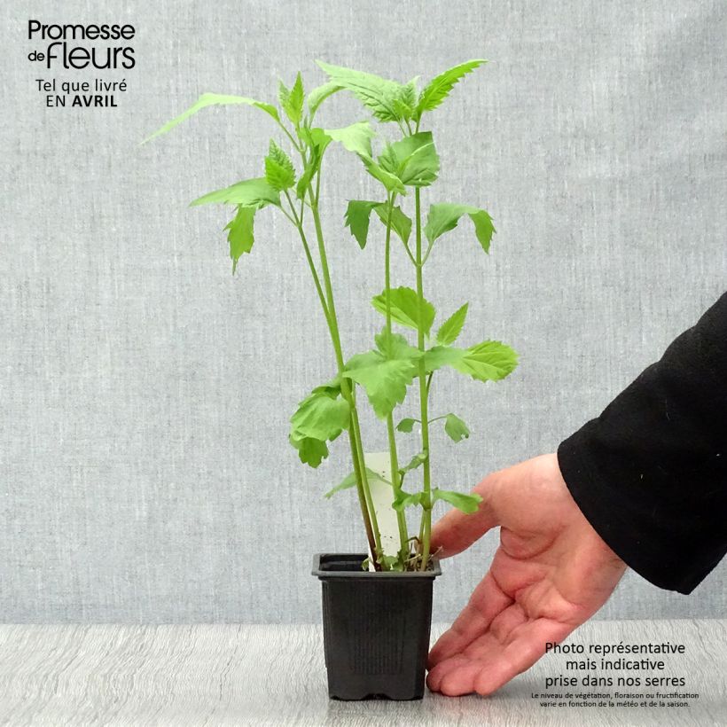 Example of Eupatorium rugosum Vasetto da 8/9 cm as you get in printemps