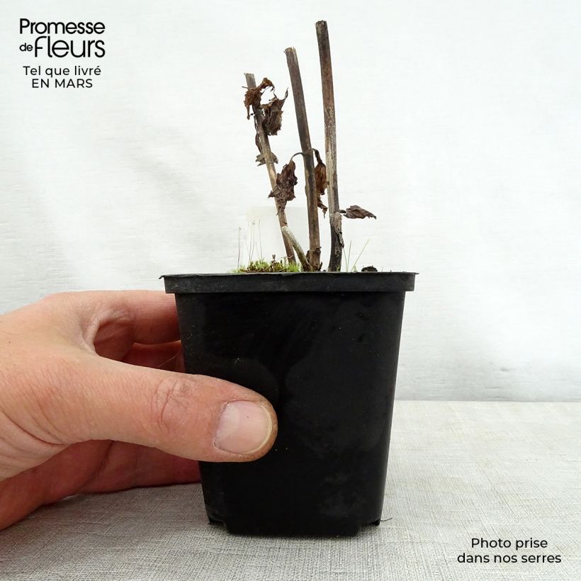 Eupatorium rugosum Braunlaub Vasetto da 8/9 cm esemplare consegnato in primavera