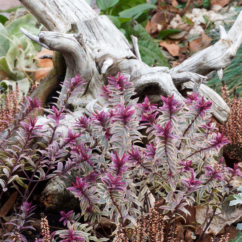 Euphorbia martinii Ascot Rainbow (Plant habit)