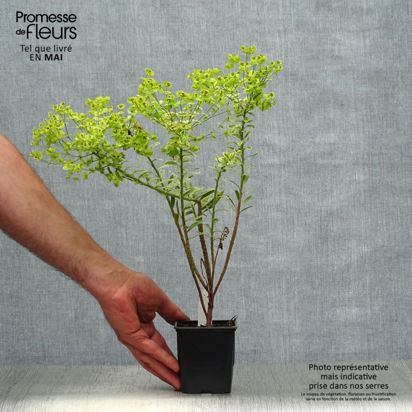 Example of Euphorbia martinii Ascot Rainbow Vasetto da 8/9 cm as you get in printemps