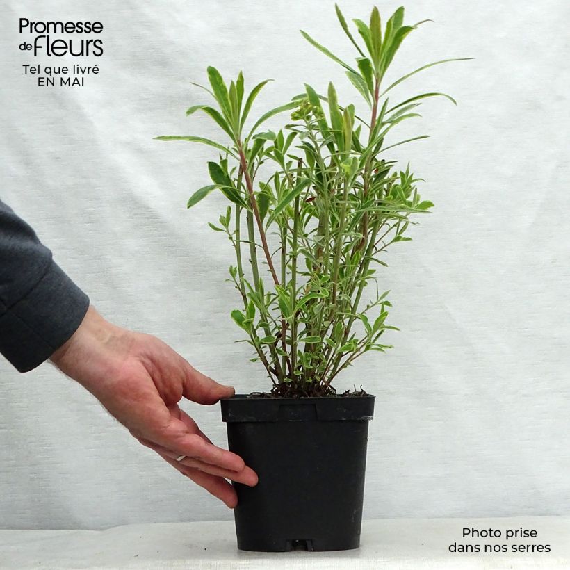 Example of Euphorbia martinii Ascot Rainbow Vaso da 1,5L/2L as you get in printemps