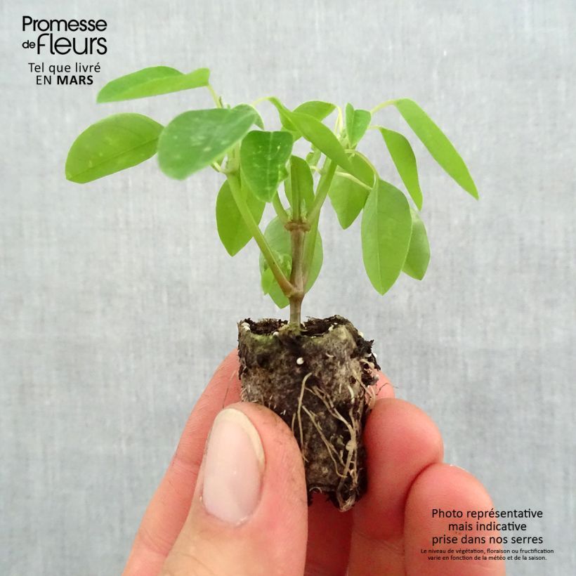 Example of Euphorbia hypericifolia Diamond Frost Mini zolla Ø 1,5/2,5 cm as you get in printemps