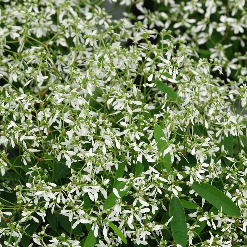 Euphorbia hypericifolia Diamond Frost (Fogliame)