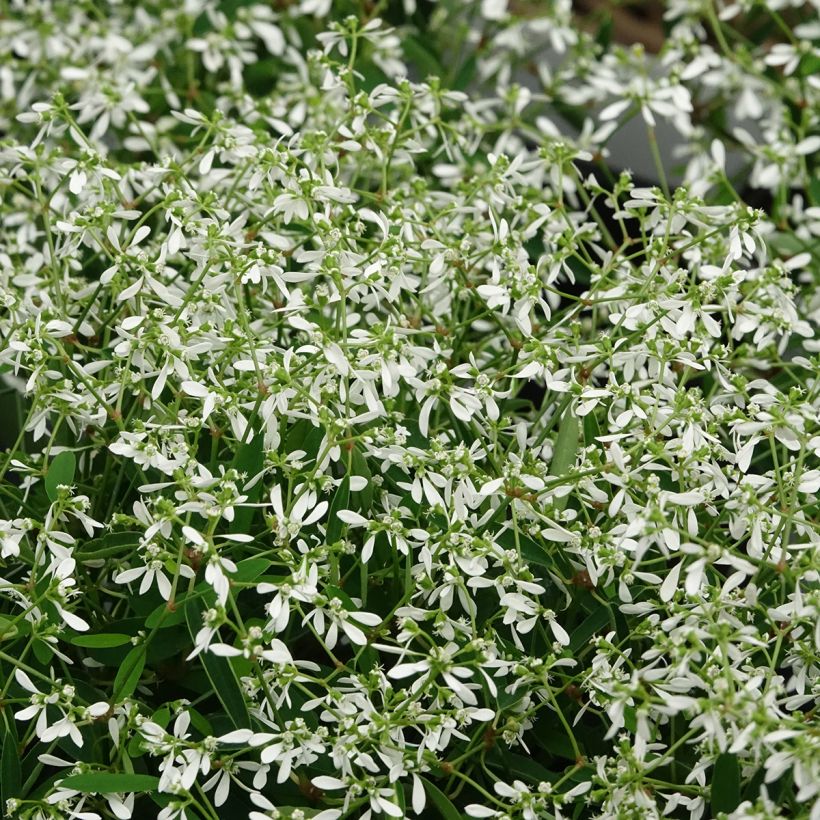 Euphorbia hypericifolia Diamond Frost (Fioritura)