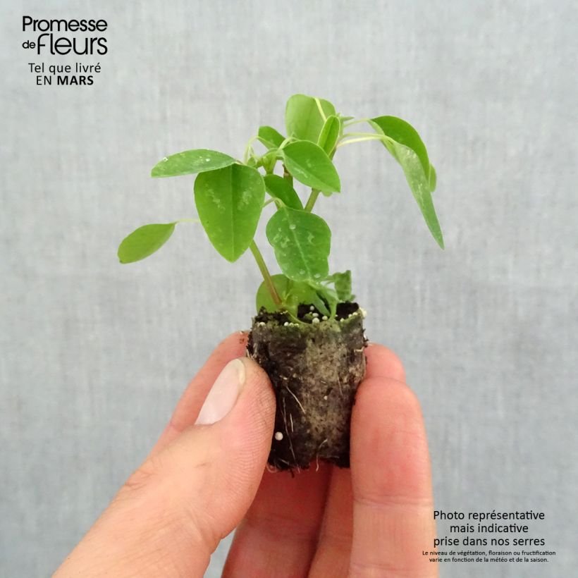 Euphorbia hypericifolia Diamond Snow Mini zolla Ø 1,5/2,5 cm esemplare consegnato in primavera