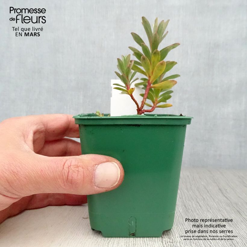 Euphorbia nicaeensis Vasetto da 8/9 cm esemplare consegnato in primavera