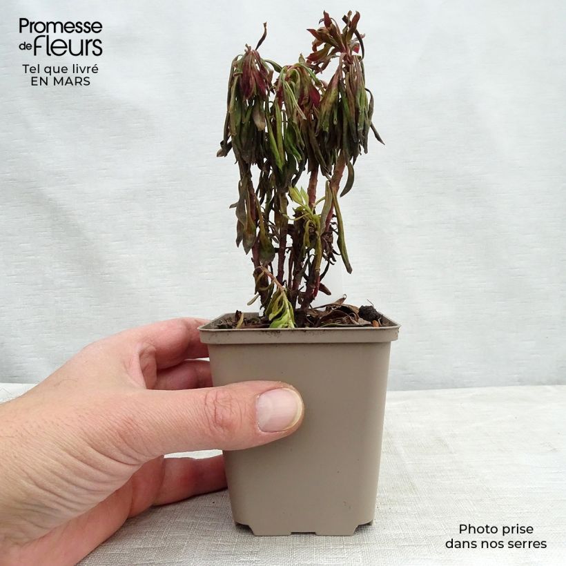Example of Euphorbia Redwing Vasetto da 8/9 cm as you get in printemps