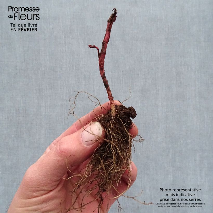 Example of Euphorbia amygdaloïdes Frosted Flame Piante piccole a radice nuda as you get in hiver