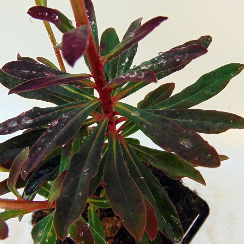 Euphorbia amygdaloides Purpurea (Foliage)