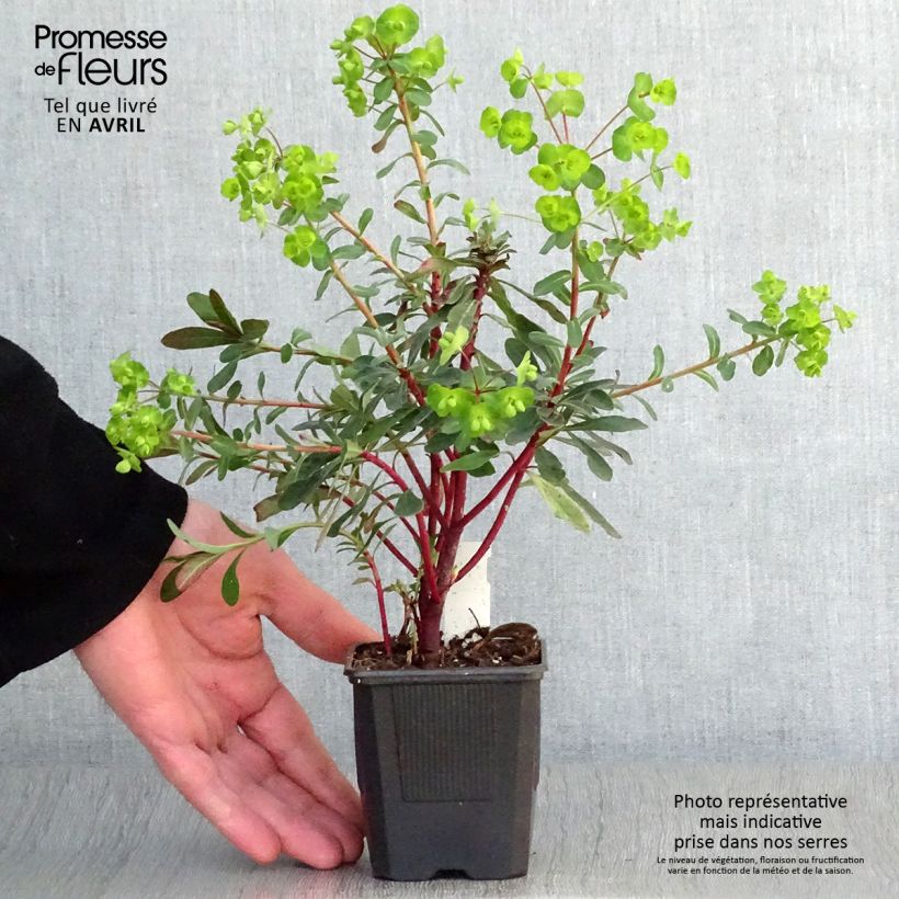 Example of Euphorbia amygdaloides Purpurea Vasetto da 8/9 cm as you get in printemps