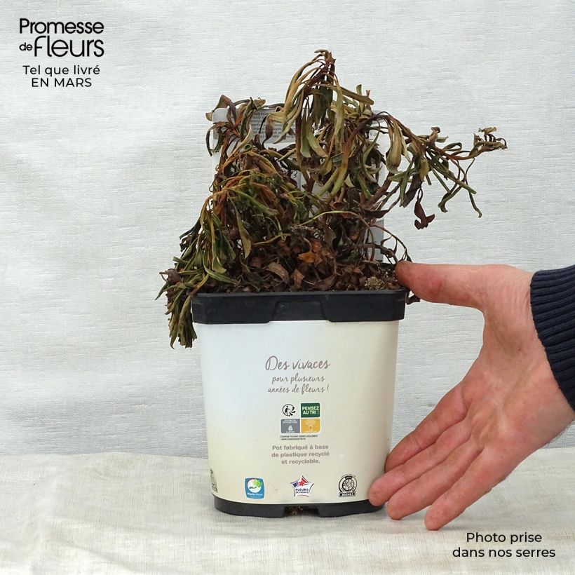 Example of Euphorbia amygdaloides Purpurea Vaso da 2L/3L as you get in printemps