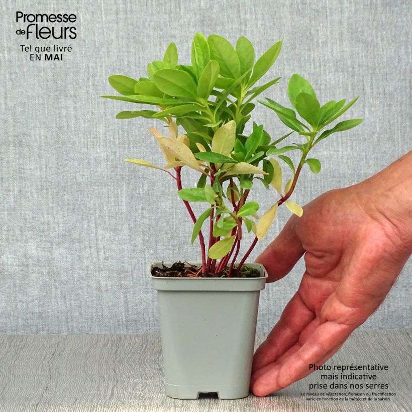 Euphorbia amygdaloïdes var. robbiae Vasetto da 8/9 cm esemplare consegnato in primavera