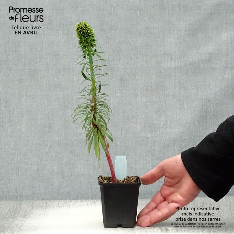 Euphorbia characias Black Pearl Vasetto da 8/9 cm esemplare consegnato in primavera