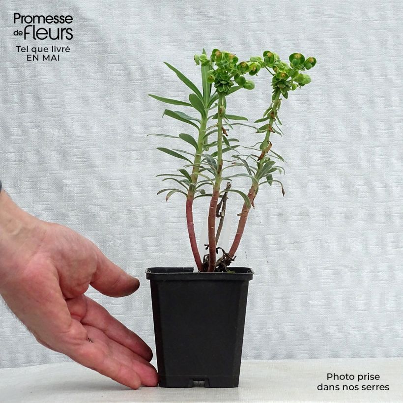 Euphorbia characias Blue Wonder Vasetto da 8/9 cm esemplare consegnato in primavera