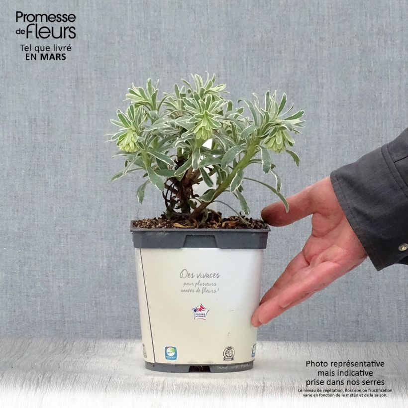 Euphorbia characias Glacier Blue Vaso da 1,5L/2L esemplare consegnato in primavera