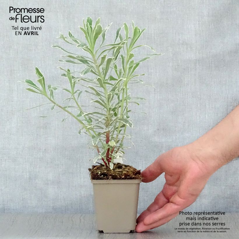 Euphorbia characias Wilcott Vasetto da 8/9 cm esemplare consegnato in primavera