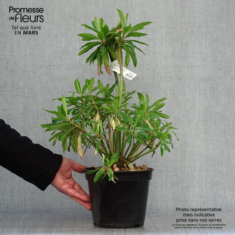 Example of Euphorbia mellifera Vaso da 2L/3L as you get in printemps