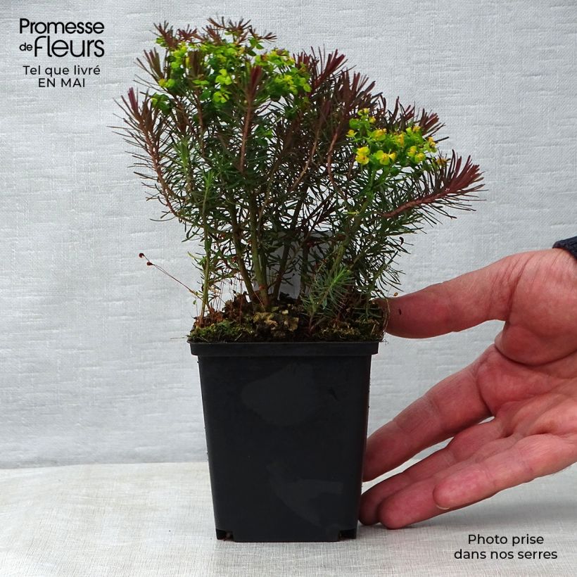 Example of Euphorbia cyparissias Clarice Howard Vasetto da 8/9 cm as you get in printemps