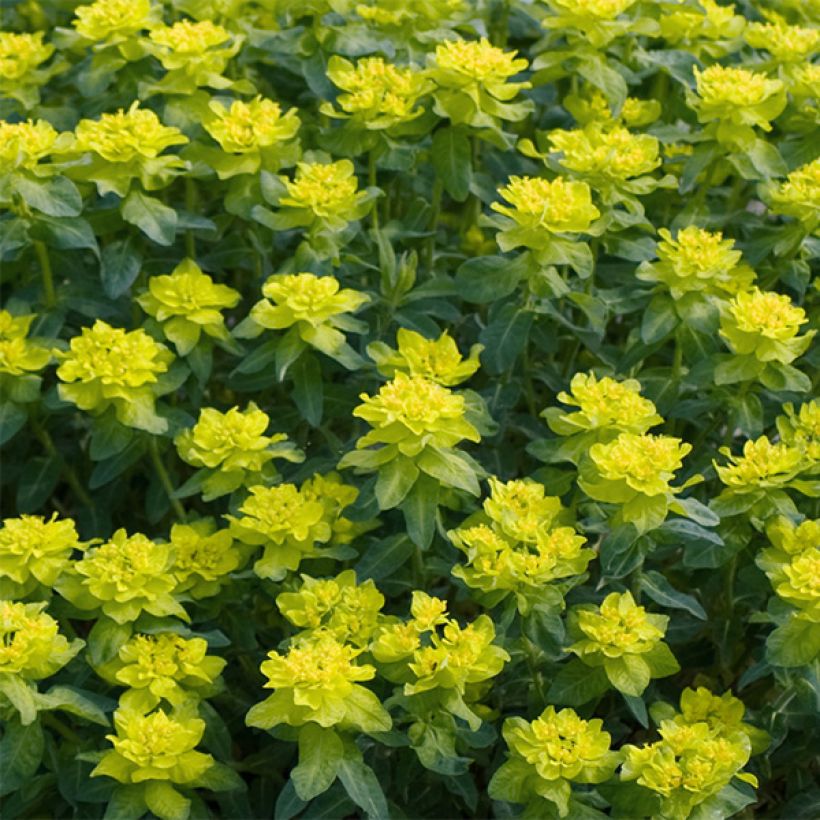 Euphorbia polychroma Candy (Fioritura)