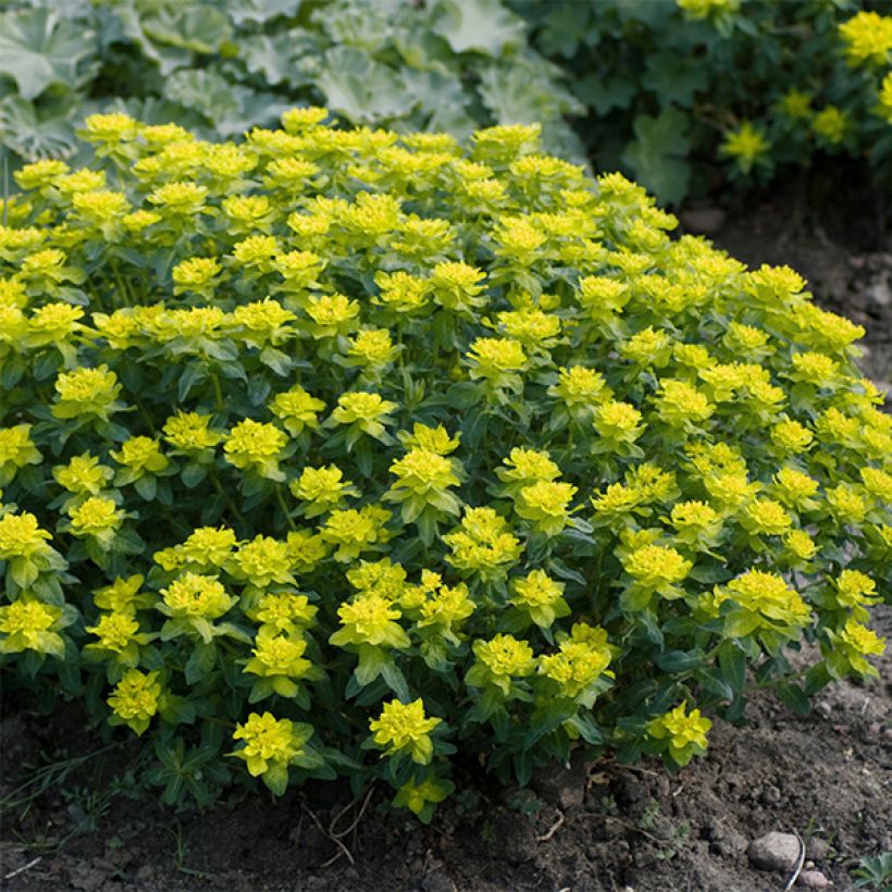 Euphorbia polychroma Candy (Porto)